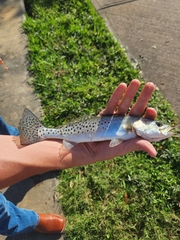 Cynoscion nebulosus