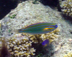 Stethojulis trilineata