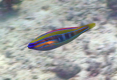 Stethojulis trilineata