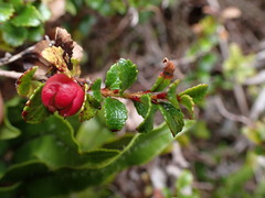 Gaultheria antipoda