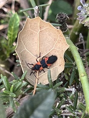 Oncopeltus fasciatus