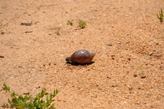 Lissachatina fulica