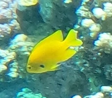 Pomacentrus sulfureus