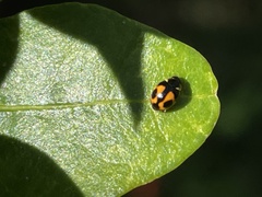 Hyperaspis festiva