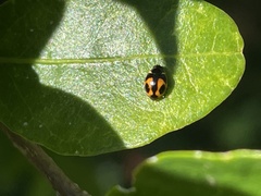 Hyperaspis festiva