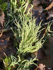 Cladonia scabriuscula
