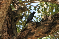 Lamprotornis australis
