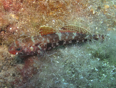 Gobius cruentatus