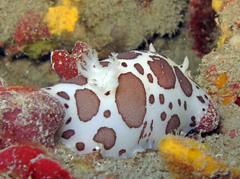 Peltodoris atromaculata