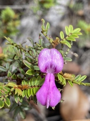 Indigofera bancroftii