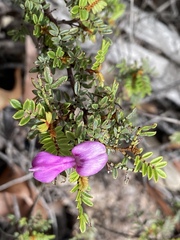 Indigofera bancroftii