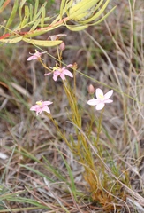 Chironia linoides
