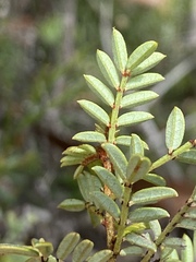 Indigofera bancroftii