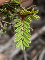 Indigofera bancroftii
