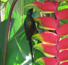 Nectarinia kilimensis