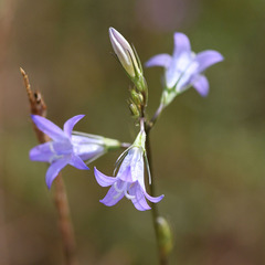Campanula rapunculus