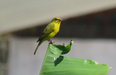 Crithagra sulphurata