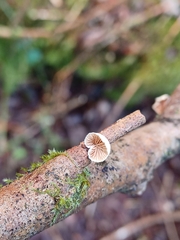 Panellus mitis