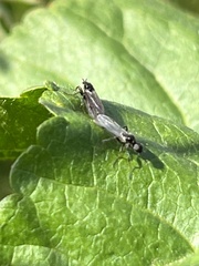 Bibiodes halteralis