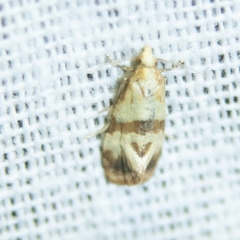 Phalonidia contractana