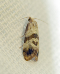 Phalonidia contractana