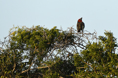 Lybius torquatus torquatus