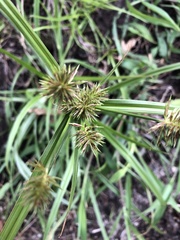 Cyperus congestus