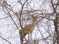 Oreotragus oreotragus transvaalensis