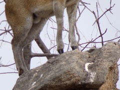 Oreotragus oreotragus transvaalensis