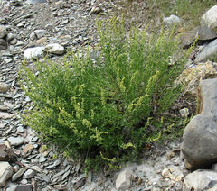 Artemisia michauxiana