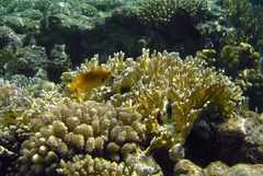 Pomacentrus sulfureus