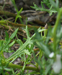 Artemisia michauxiana