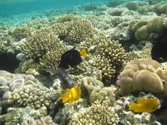 Pomacentrus sulfureus