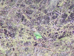 Poicephalus cryptoxanthus