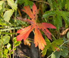 Geranium viscosissimum