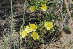 Cistus calycinus