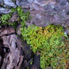 Aulacomnium androgynum