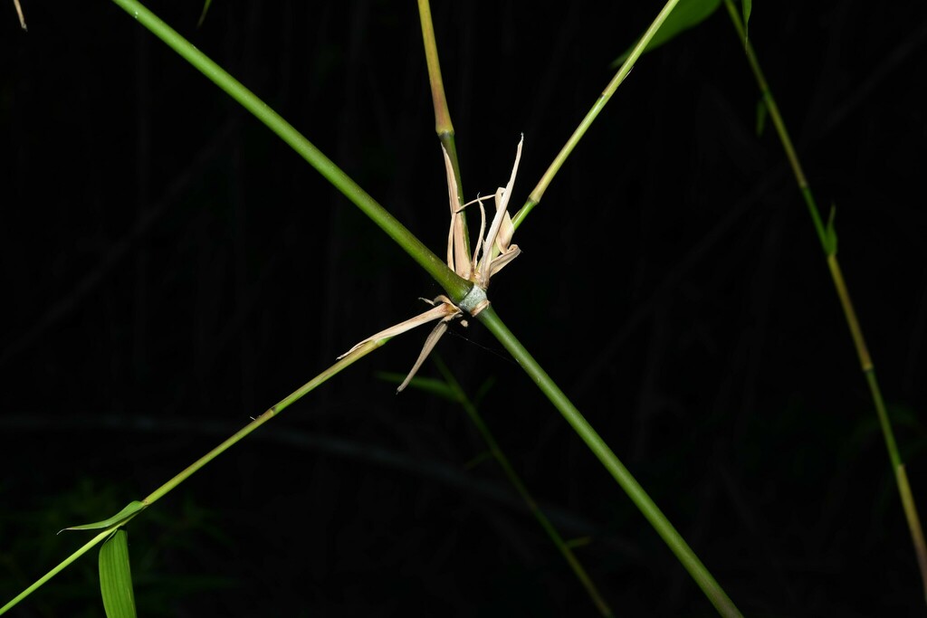 Guadua macrostachya