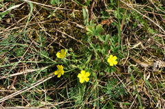 Potentilla incana
