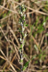 Chamaecytisus ratisbonensis