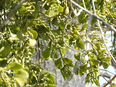 Phoradendron macrophyllum