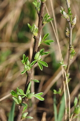 Chamaecytisus ratisbonensis