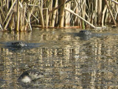 Lontra canadensis pacifica