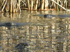Lontra canadensis pacifica