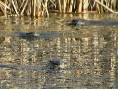 Lontra canadensis pacifica