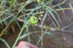 Machaerium lunatum