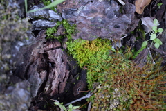 Aulacomnium androgynum