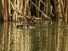 Lontra canadensis pacifica