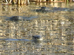 Lontra canadensis pacifica