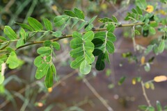 Machaerium lunatum